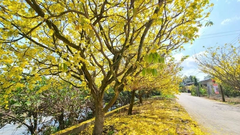 Khung cảnh mùa xuân Cần Thơ rực rỡ sắc hoa