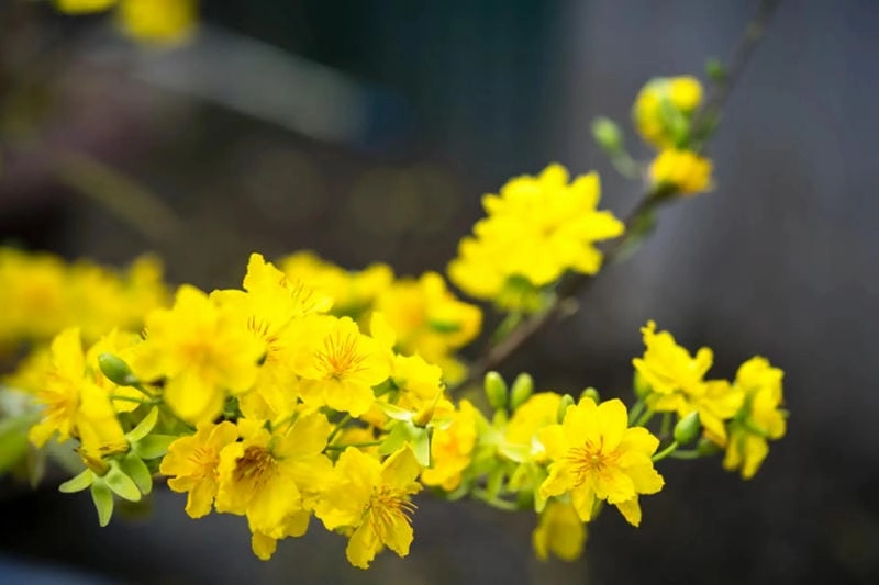 Top các địa điểm ngắm hoa mai gần Cần Thơ đẹp