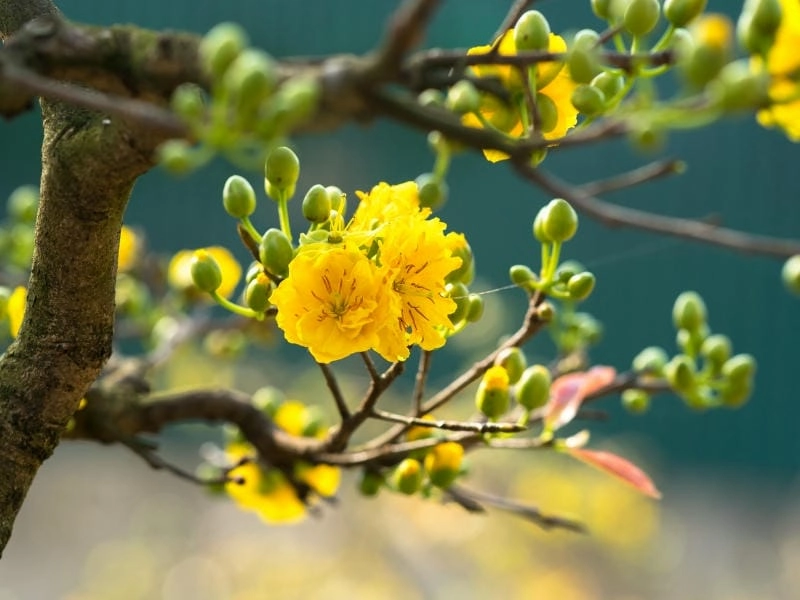 Ảo diệu cảnh sương mù hoa mai mờ ảo