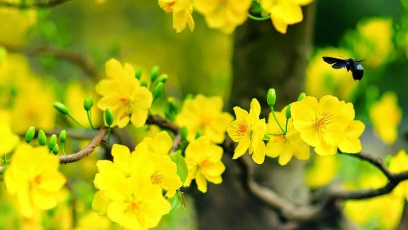 Thả hồn theo Cần Thơ thơ mộng trữ tình