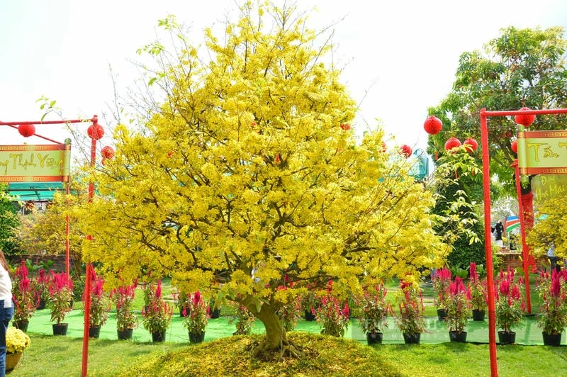 Ảnh hoa mai Đồng Tháp rực rỡ mùa xuân thắm sắc