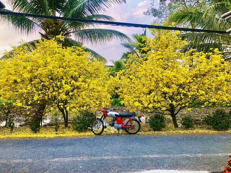 Mùa xuân hoa mai Đồng Tháp đẹp tinh khôi ngập tràn