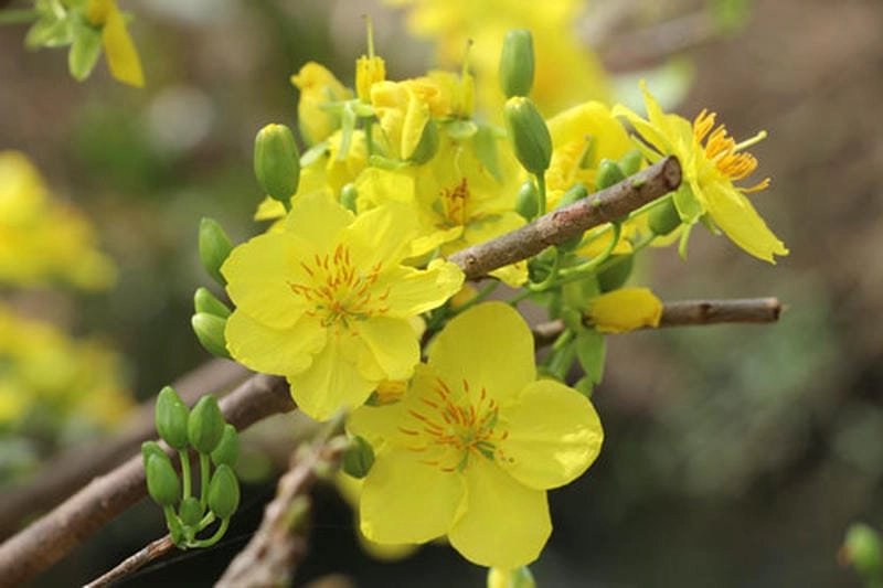 Kênh rạch mùa xuân hoa mai nở vàng rực rỡ