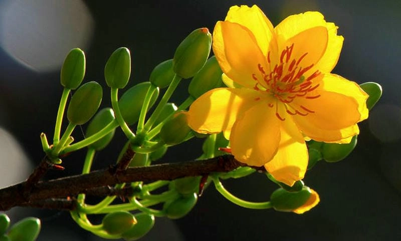 Bình minh hoa mai Đồng Tháp dịu dàng thơ mộng