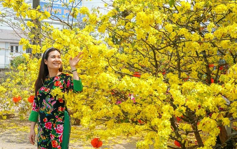 Ảnh hoa mai Kiên Giang rực rỡ sắc vàng ngập tràn xuân