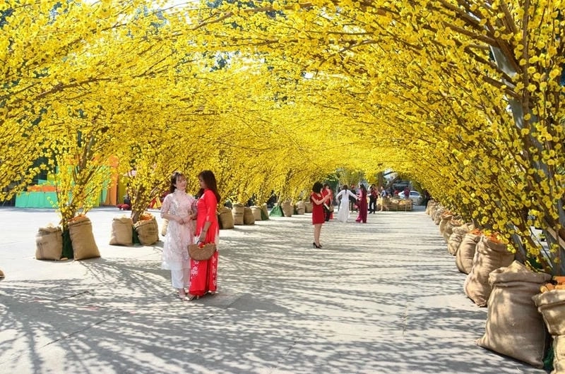 Đường mòn hoa mai Kiên Giang uốn lượn dẫn lối khám phá