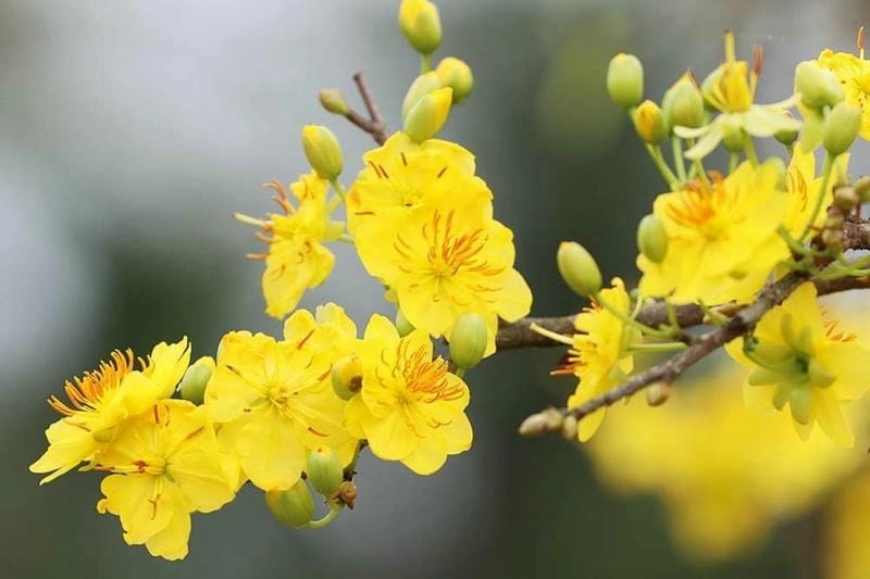 Trải nghiệm không khí xuân rộn ràng với hoa mai Kiên Giang