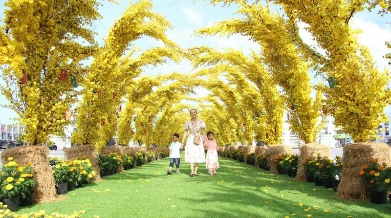 Kiên Giang thơ mộng mùa hoa mai rực rỡ say lòng người