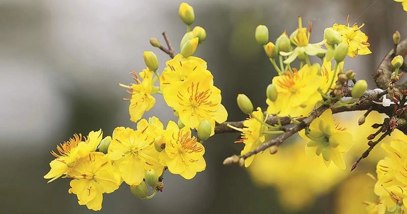 Ý nghĩa của hoa mai lan tỏa khắp không gian Tết Việt