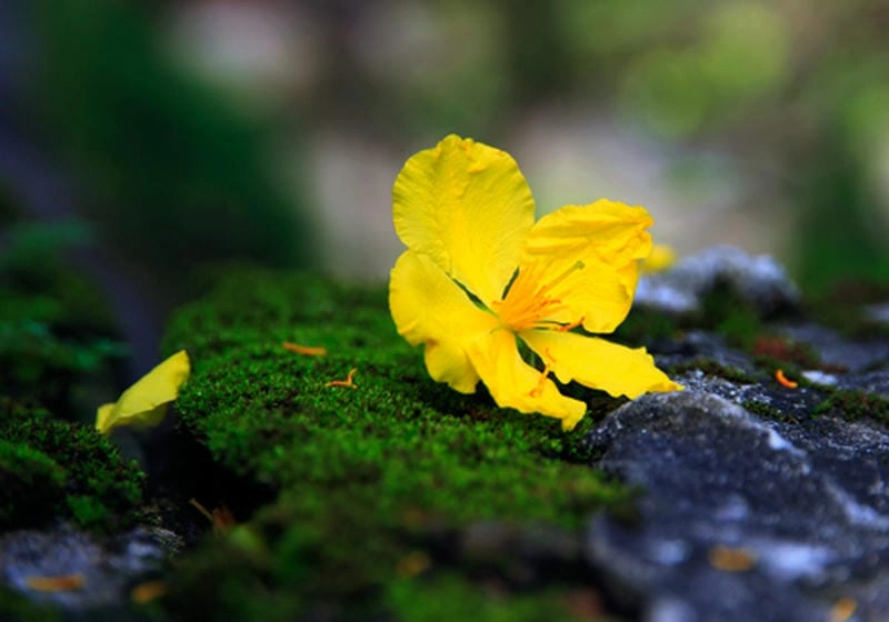 Mờ ảo khung trời phủ sương mù hoa mai sáng sớm