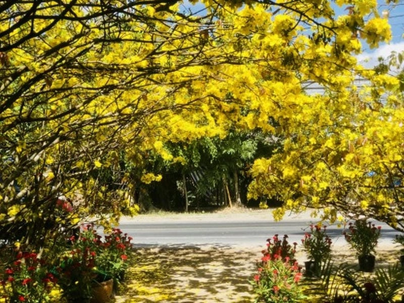 Lung linh rực rỡ những đường phố hoa mai khoe sắc