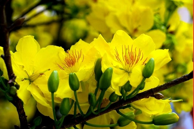 Nhộn nhịp các hoạt động khi mai nở đón xuân