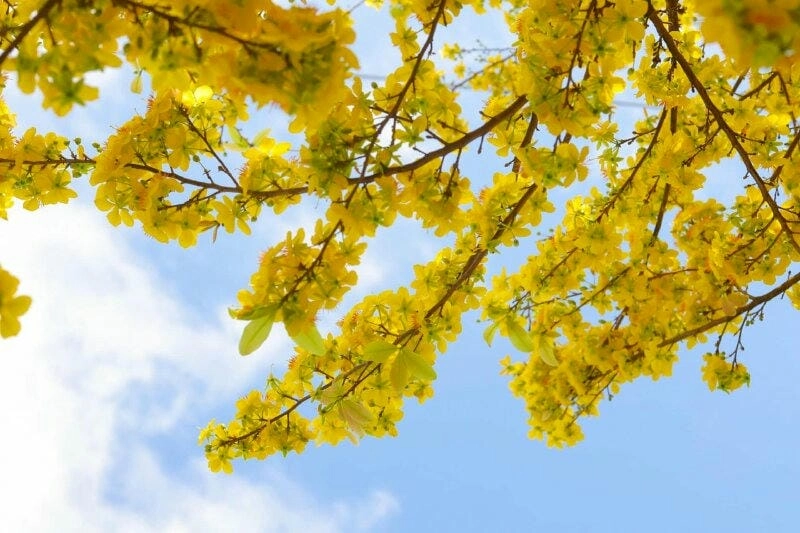 Tết ngập tràn trong sắc hoa mai Tết Sài Gòn ấm áp