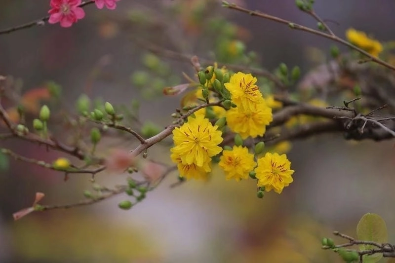 Khoảnh khắc lặng im dưới hoàng hôn hoa mai cuối chiều