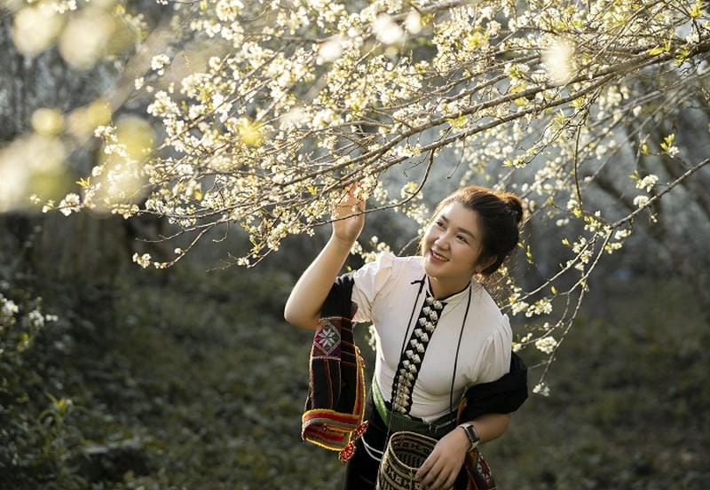 Mùa xuân hoa mận Điện Biên đẹp nhất tháng hai
