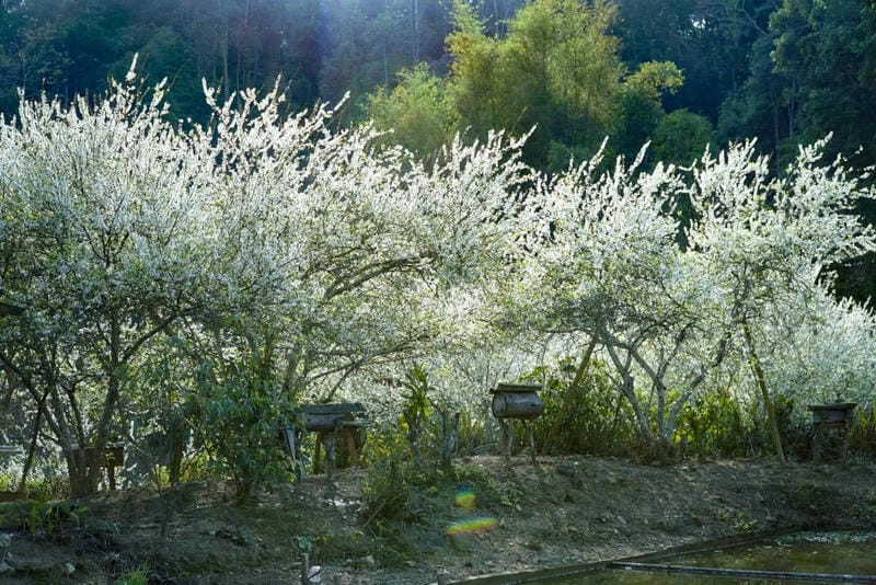 Mùa xuân Điện Biên ngập tràn sắc hoa mận trắng tinh