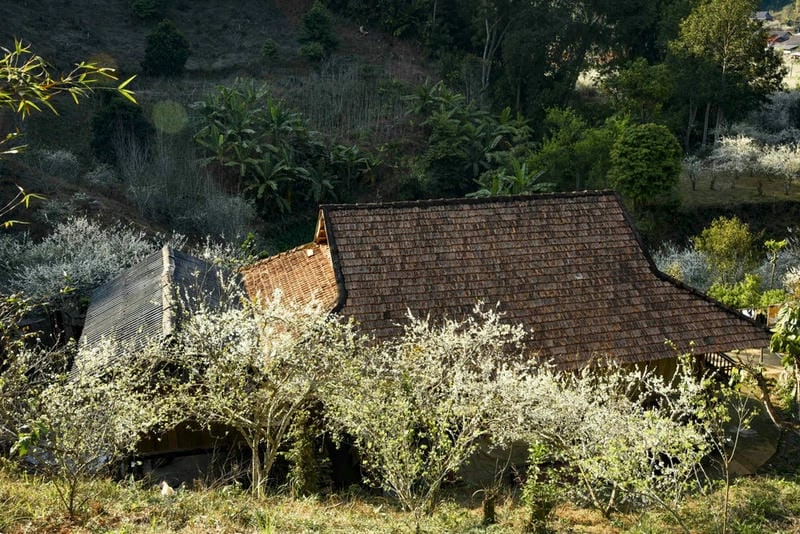 Hoa mận nở rộ Điện Biên tạo nên khung cảnh mơ màng