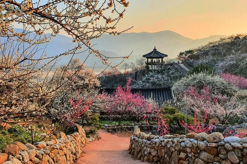 Mùa xuân Gyeongju ngập tràn hoa mận