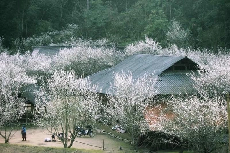 Sapa mùa hoa mận thu hút du khách bởi cảnh sắc tuyệt vời