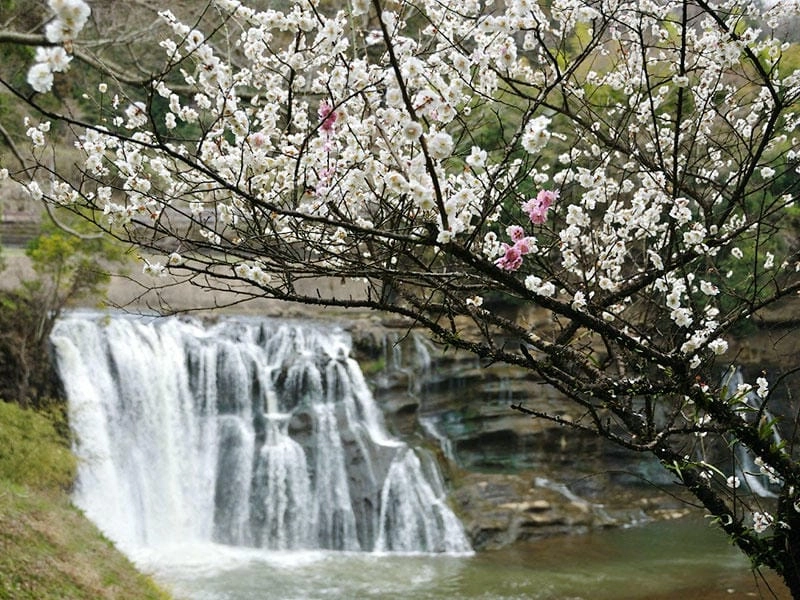 Đường hoa mận trải dài lãng mạn