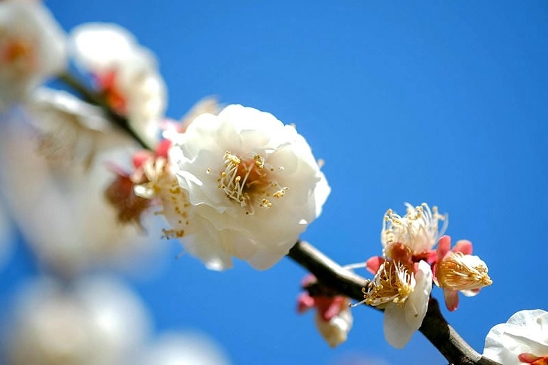 Những địa điểm ngắm hoa mận Nhật Bản làm say lòng người