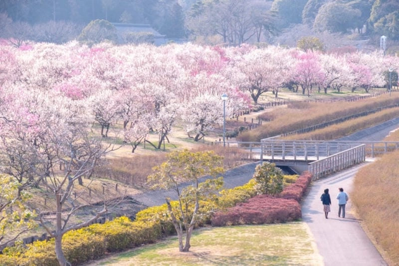 Hoàng hôn Nhật Bản lãng mạn bên những cành hoa mận