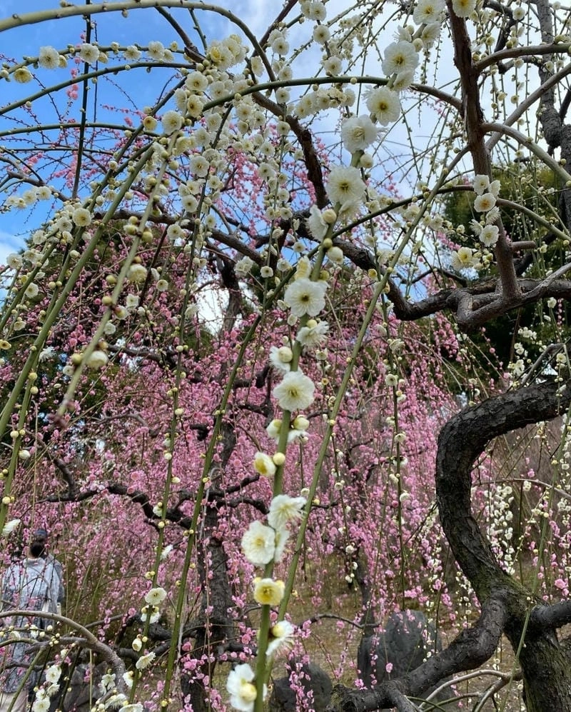 Sương mù hoa mận buổi sớm mai huyền ảo