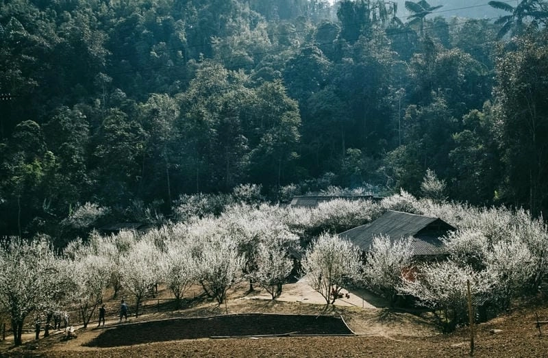 Lưu ngay các địa điểm ngắm hoa mận nổi bật tại Sapa