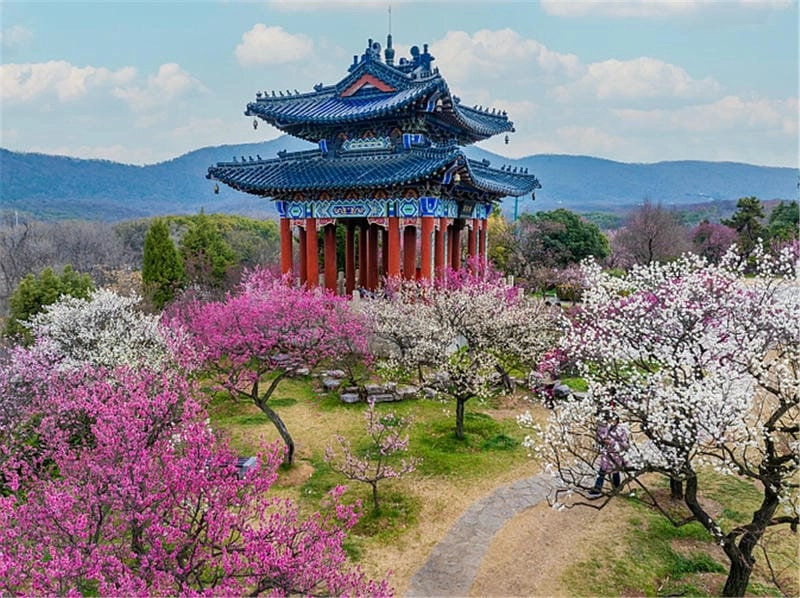 Đường hoa mận trải dài lãng mạn