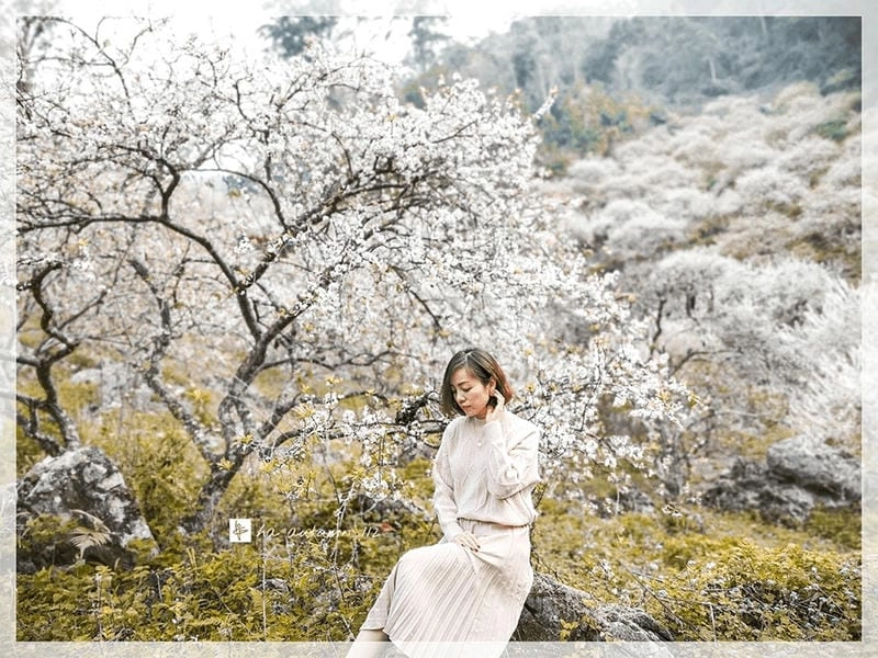 Hoa mận nở rộ khắp nơi trên đất Trung Quốc