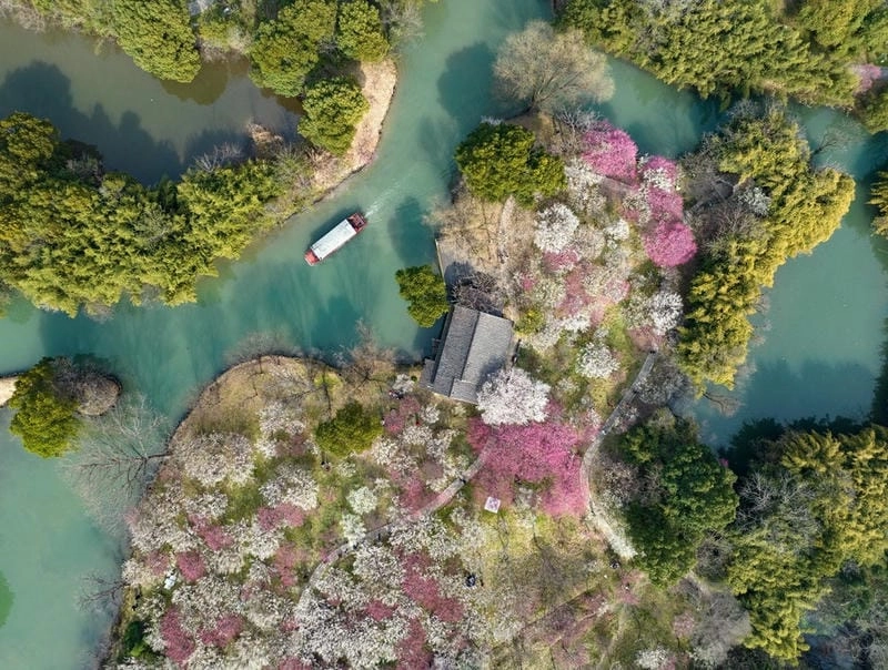 Trung Quốc thơ mộng với sắc hoa mận