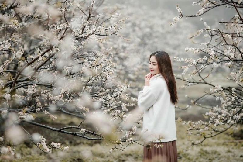 Ảnh hoa mận Yên Bái tinh tế gợi nhớ miền quê yên bình