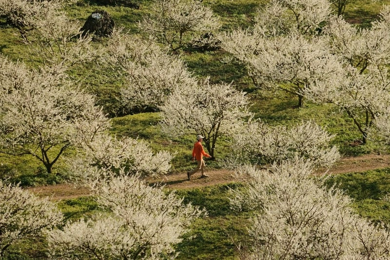 Đường mòn hoa mận Yên Bái dịu dàng dẫn lối du khách đến