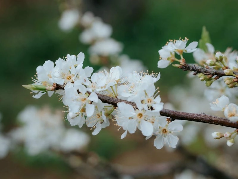 Trải nghiệm mùa xuân hoa mận Yên Bái đầy màu sắc và ấn tượng