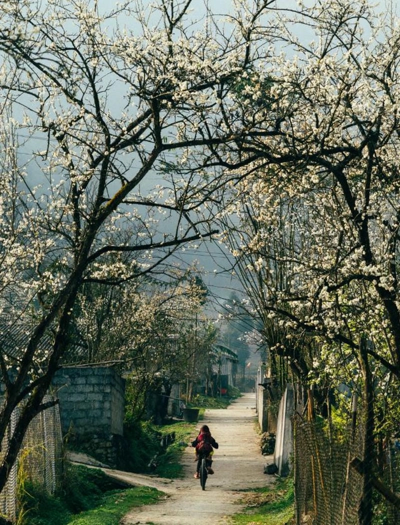 Bình minh hoa mận Yên Bái lung linh huyền ảo đón ngày mới