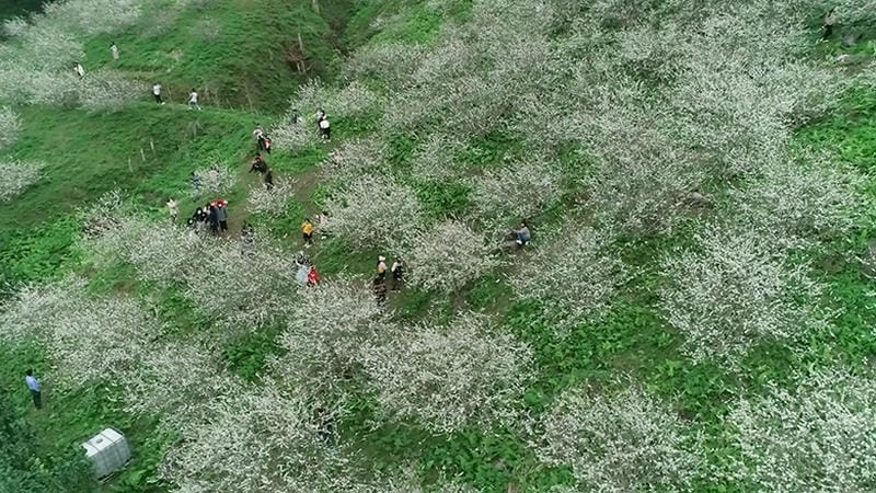 Hoa mận Yên Bái nở rộ mùa xuân quyến rũ lòng người