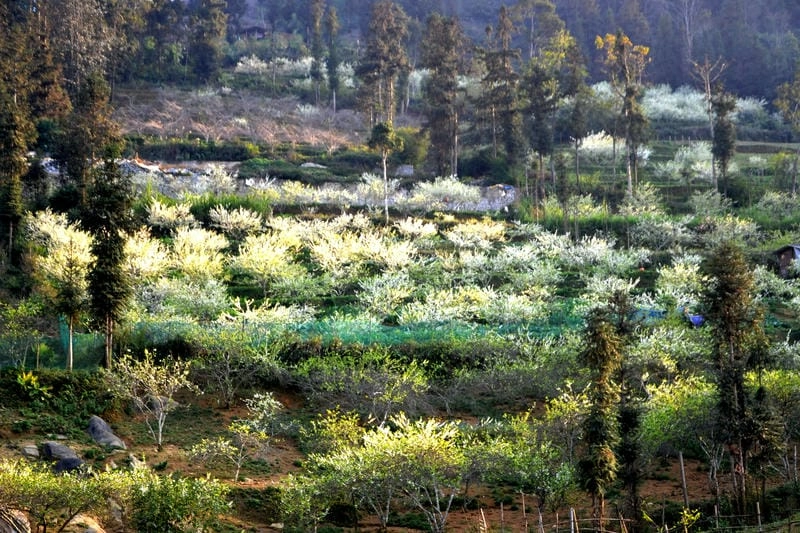 Yên Bái thơ mộng cùng sắc hoa mận điểm xuyết đất trời