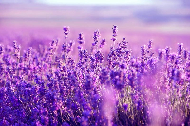Những cánh đồng oải hương nổi tiếng ở Anh đẹp như tranh vẽ