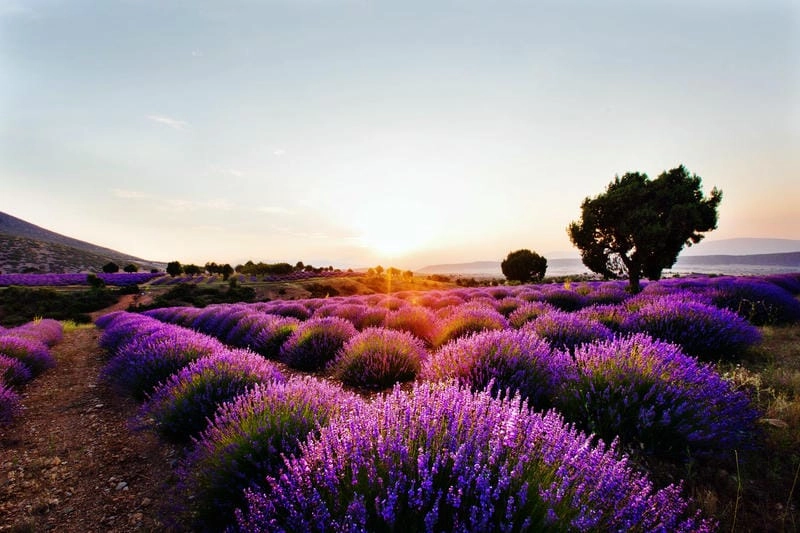 Bình minh oải hương ở Anh đẹp đến nao lòng