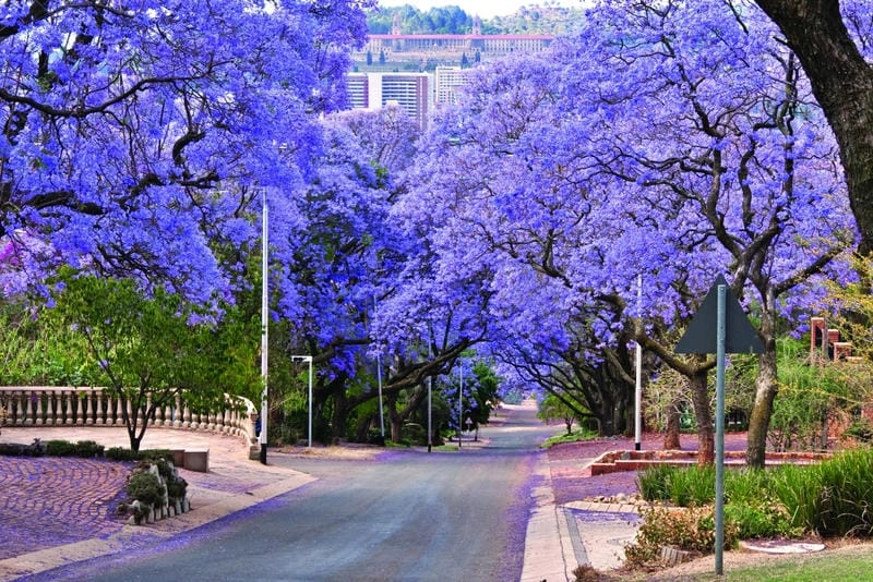Khám phá địa điểm ngắm hoa phượng tím Jacaranda nổi tiếng