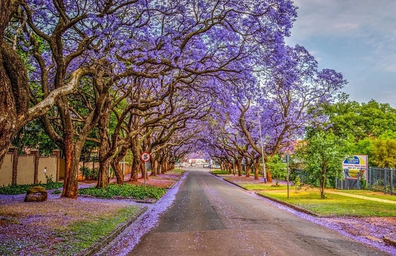 Nam Phi thơ mộng với mùa hoa phượng tím