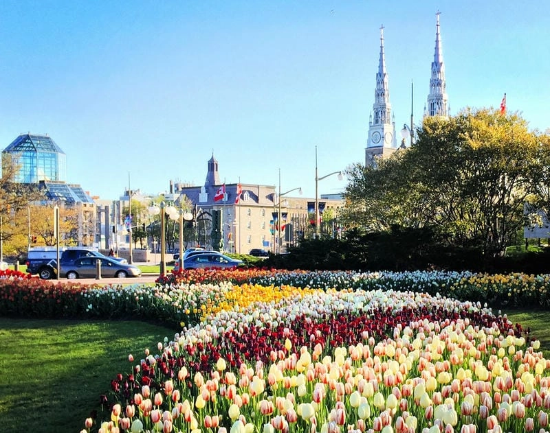 Hoa tulip nở rộ khắp nơi trên đất Canada