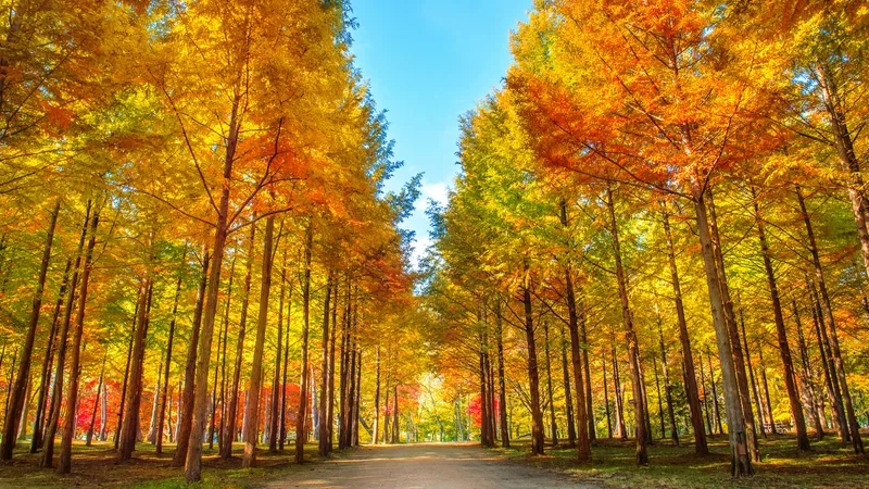 Nami Island nổi bật với hàng cây ngân hạnh vàng