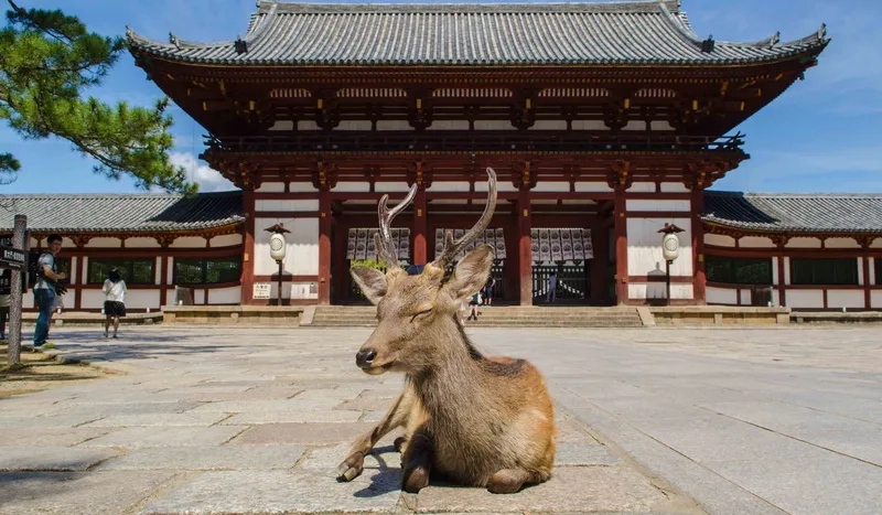 Kinh nghiệm tham quan Nara