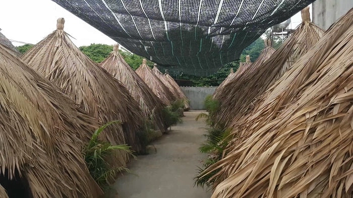 Vẻ đẹp bình dị của Mái lá nhà chòi giữa khung cảnh sông nước hữu tình