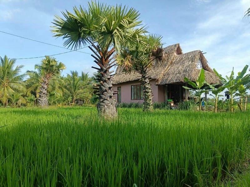 Góc sân vườn nhà lá xanh mát đậm chất miền Tây