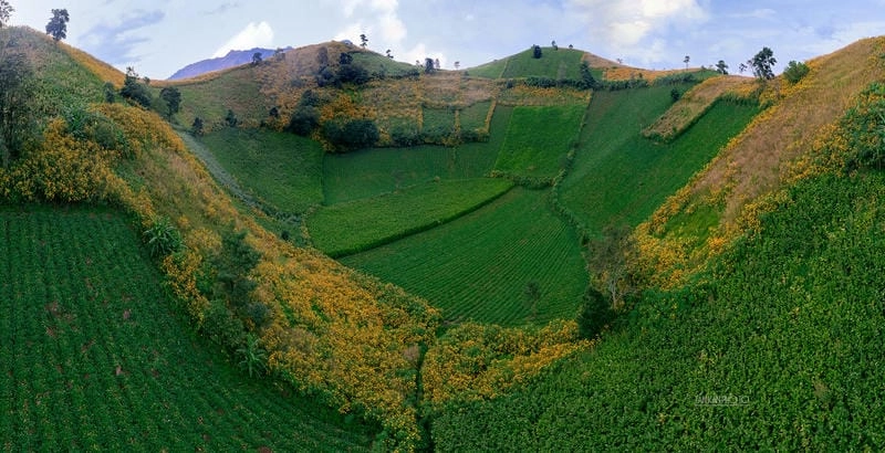 Thảm hoa dã quỳ rực rỡ trên núi lửa Chư Đăng Ya Gia Lai