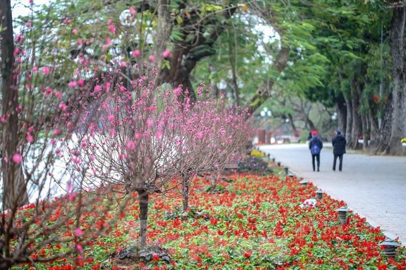 Thấp thoáng dịu dàng hoa đào Hồ Gươm