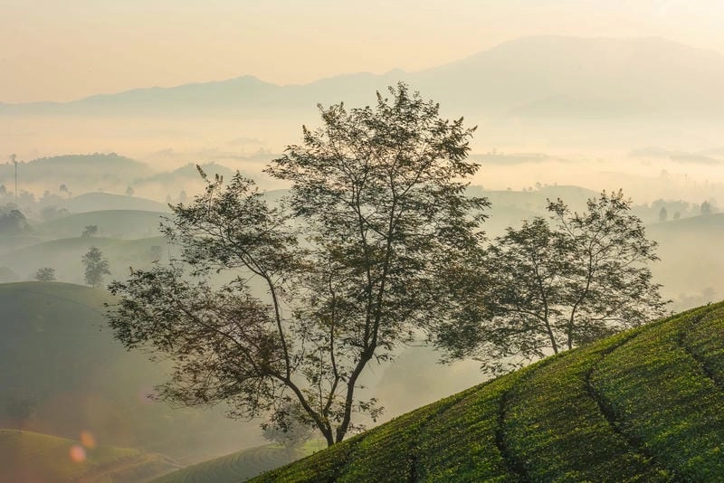 Núi non Phú Thọ với rừng cây bạt ngàn