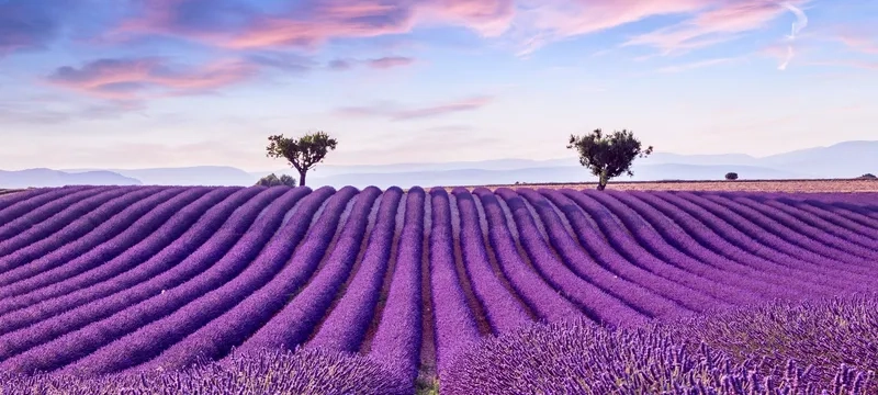 Provence mùa hè rực rỡ hương hoa oải hương